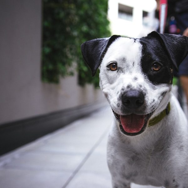 Happy spaniel mix